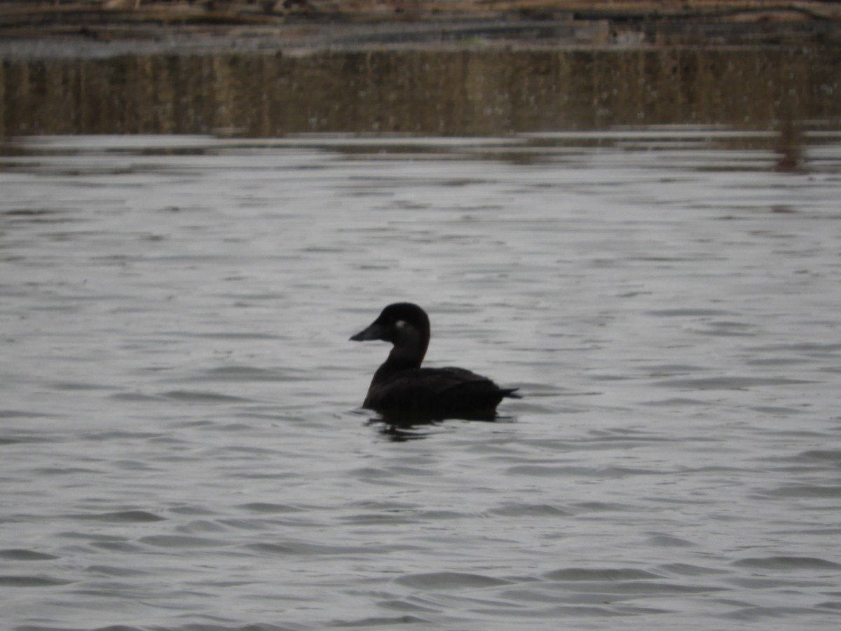 Surf Scoter - Thomas Bürgi