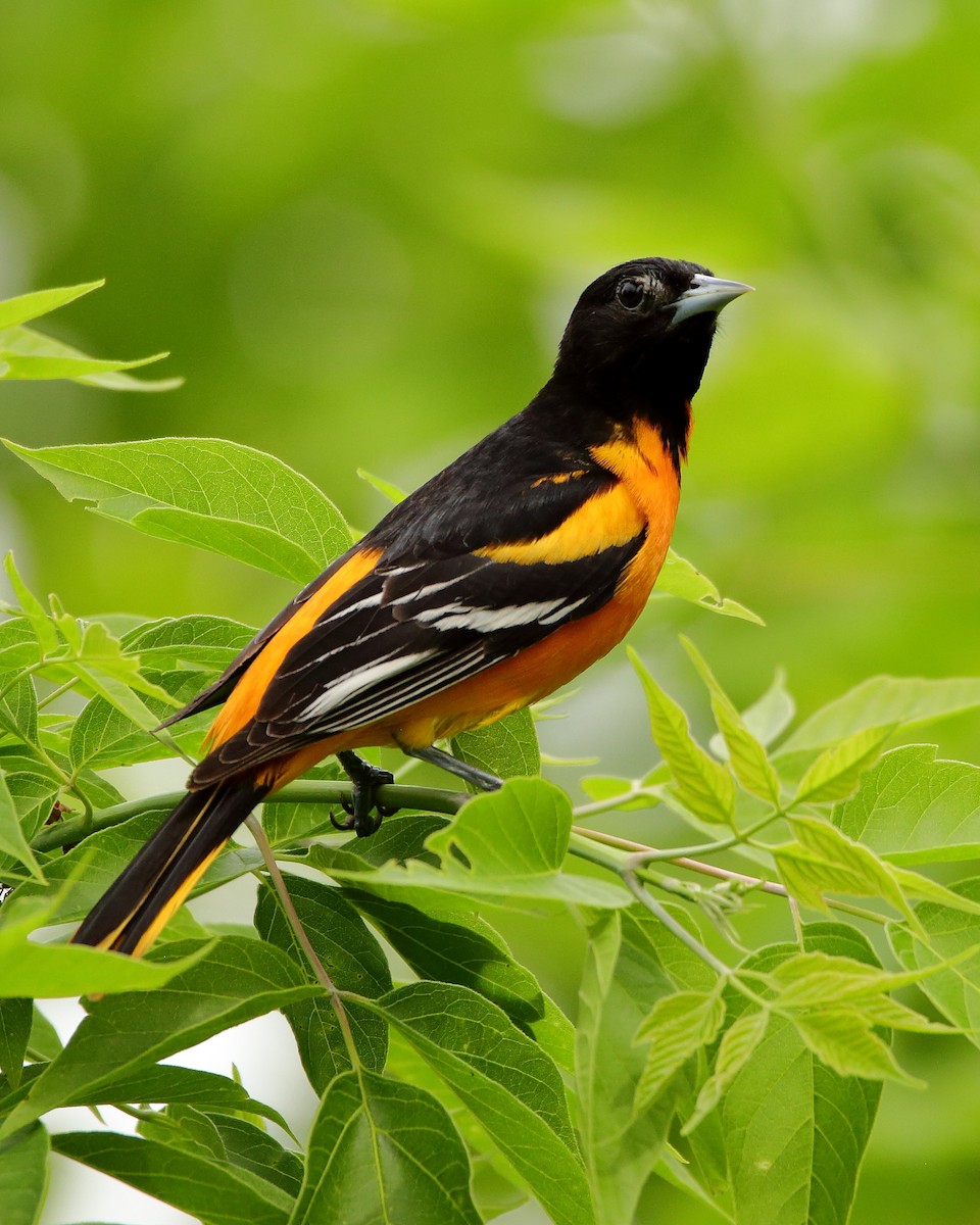 Baltimore Oriole - Wes Slauenwhite