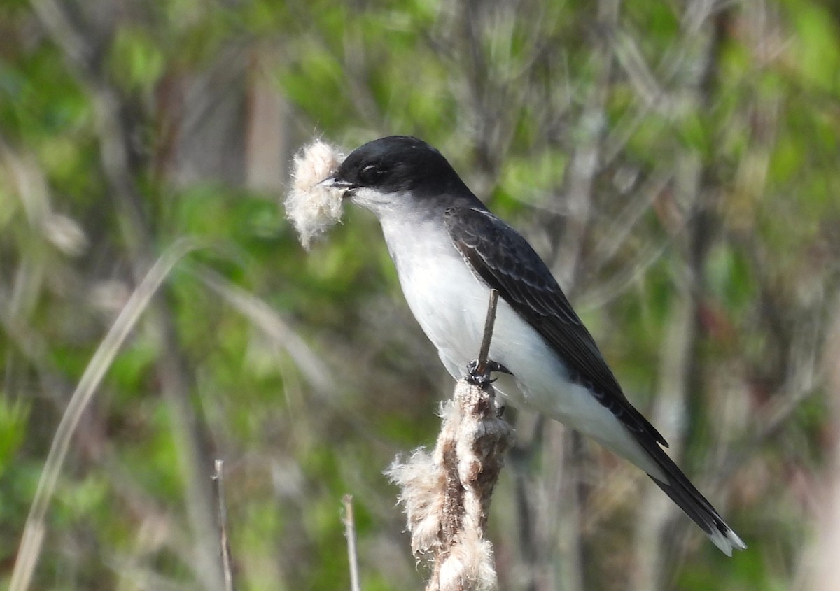 Eastern Kingbird - Joanne Muis Redwood