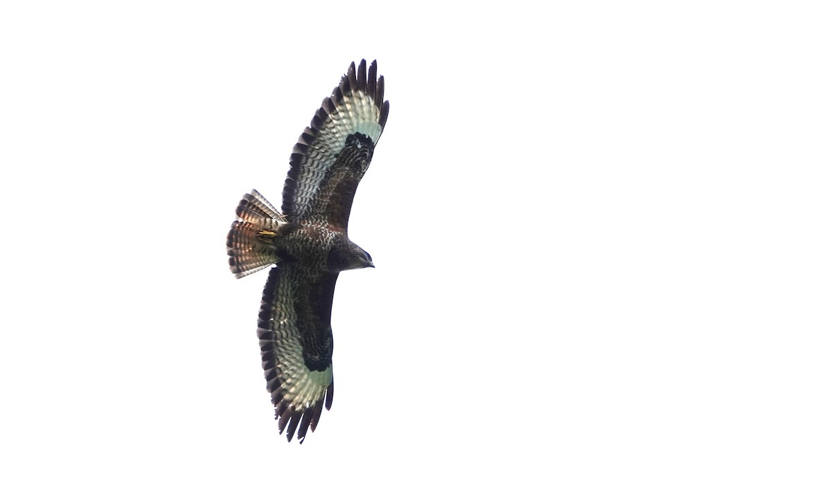 Common Buzzard - Duncan Evered