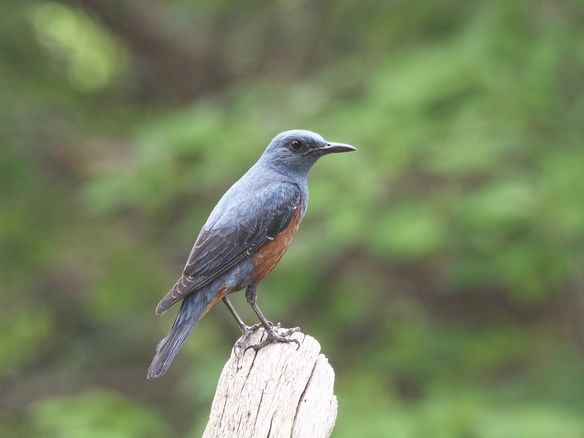 Blue Rock-Thrush - Kan Tojima