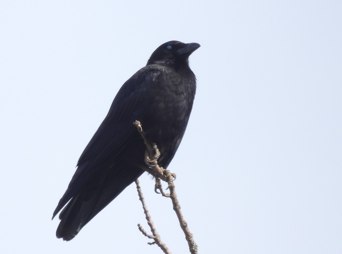 American Crow - Joanne Muis Redwood