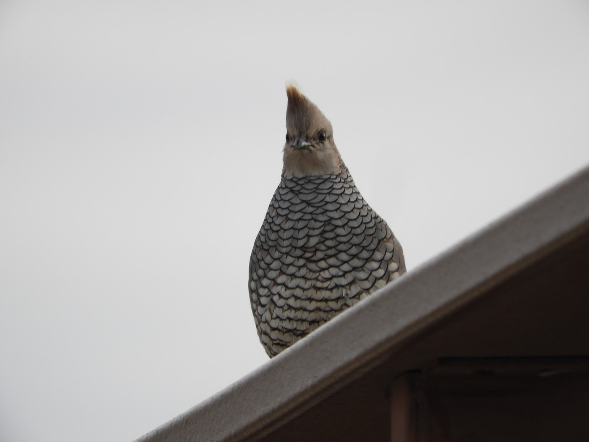 Scaled Quail - Thomas Bürgi