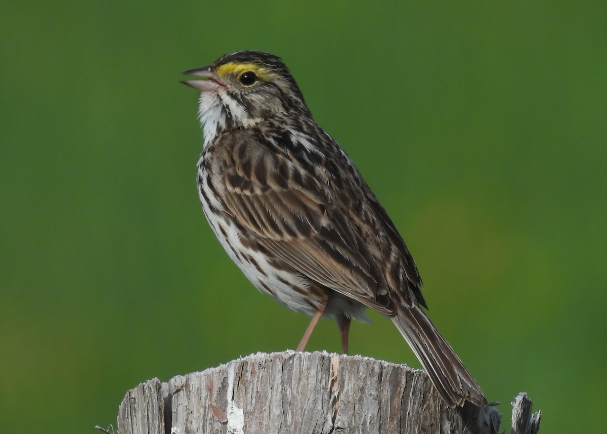 Savannah Sparrow - Joanne Muis Redwood