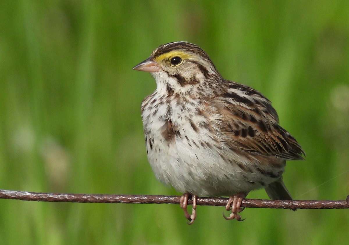 Savannah Sparrow - Joanne Muis Redwood