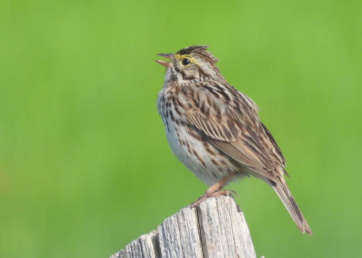 Savannah Sparrow - Joanne Muis Redwood