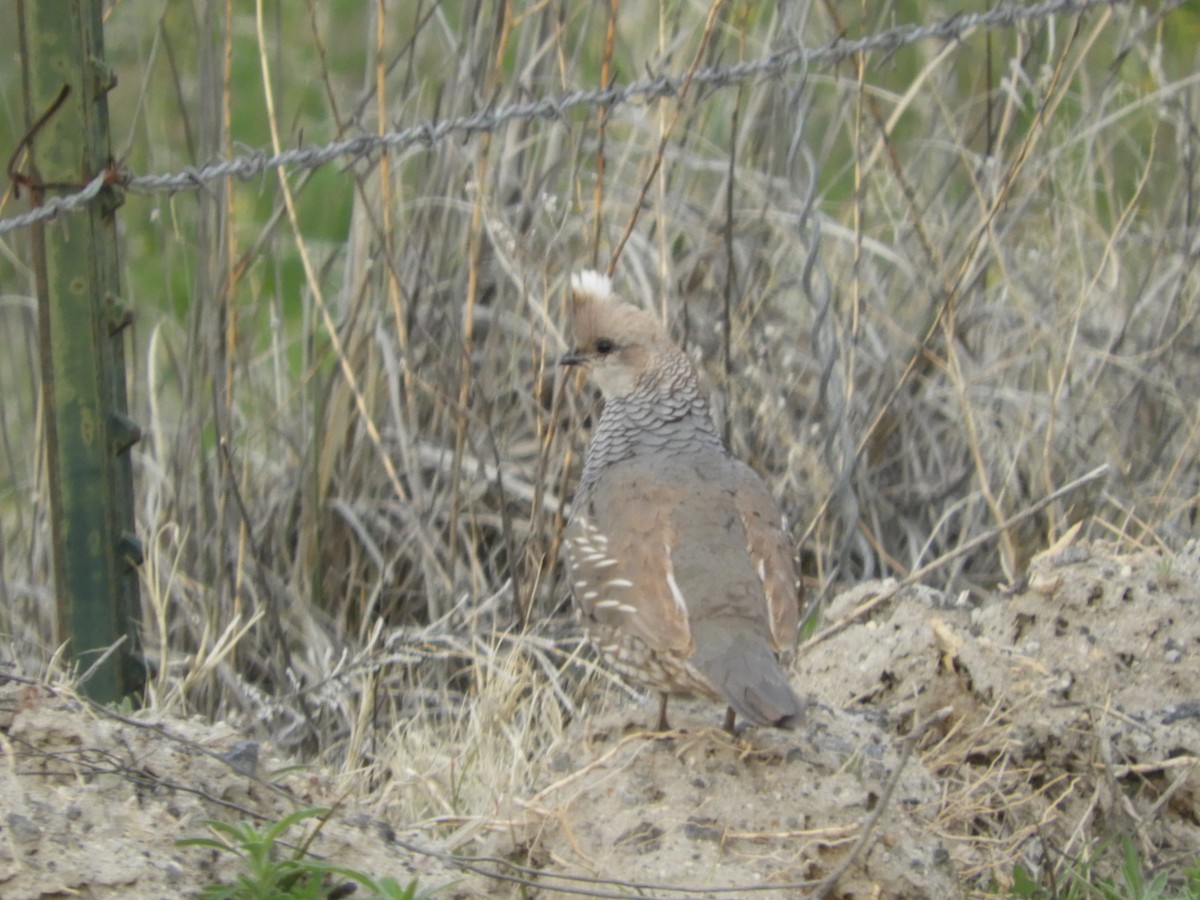 Scaled Quail - Thomas Bürgi