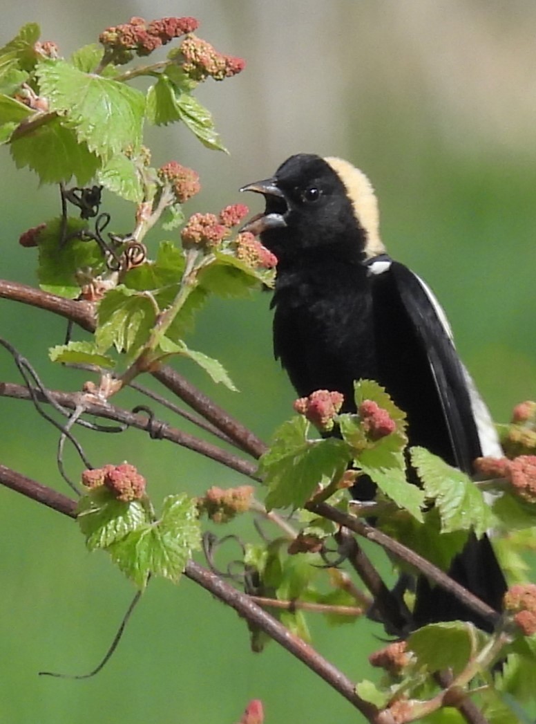 Bobolink - Joanne Muis Redwood