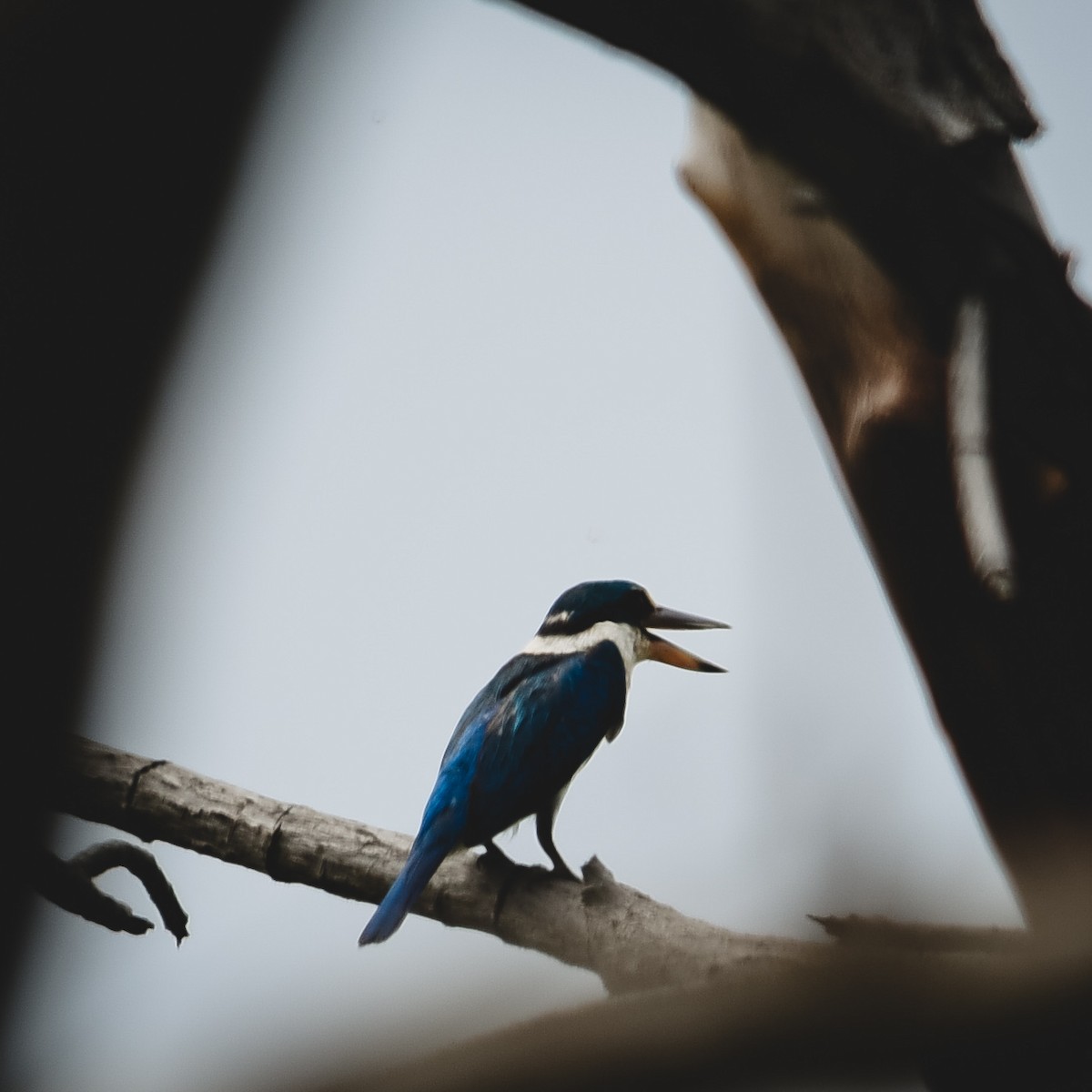 Collared Kingfisher - Richard Chayapong