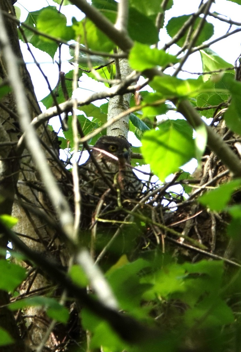 Eurasian Sparrowhawk - Duncan Evered