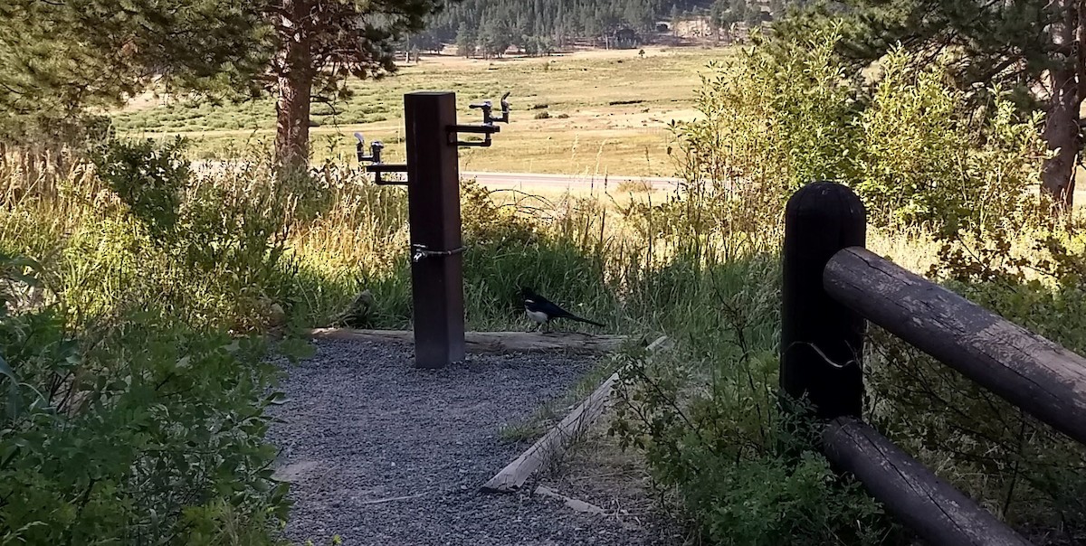 Black-billed Magpie - ML619479153