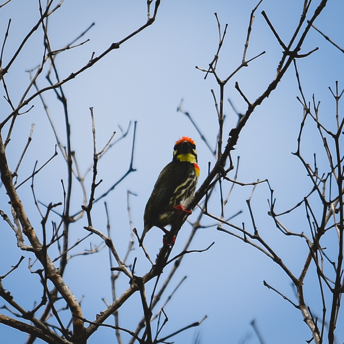 Coppersmith Barbet - Richard Chayapong