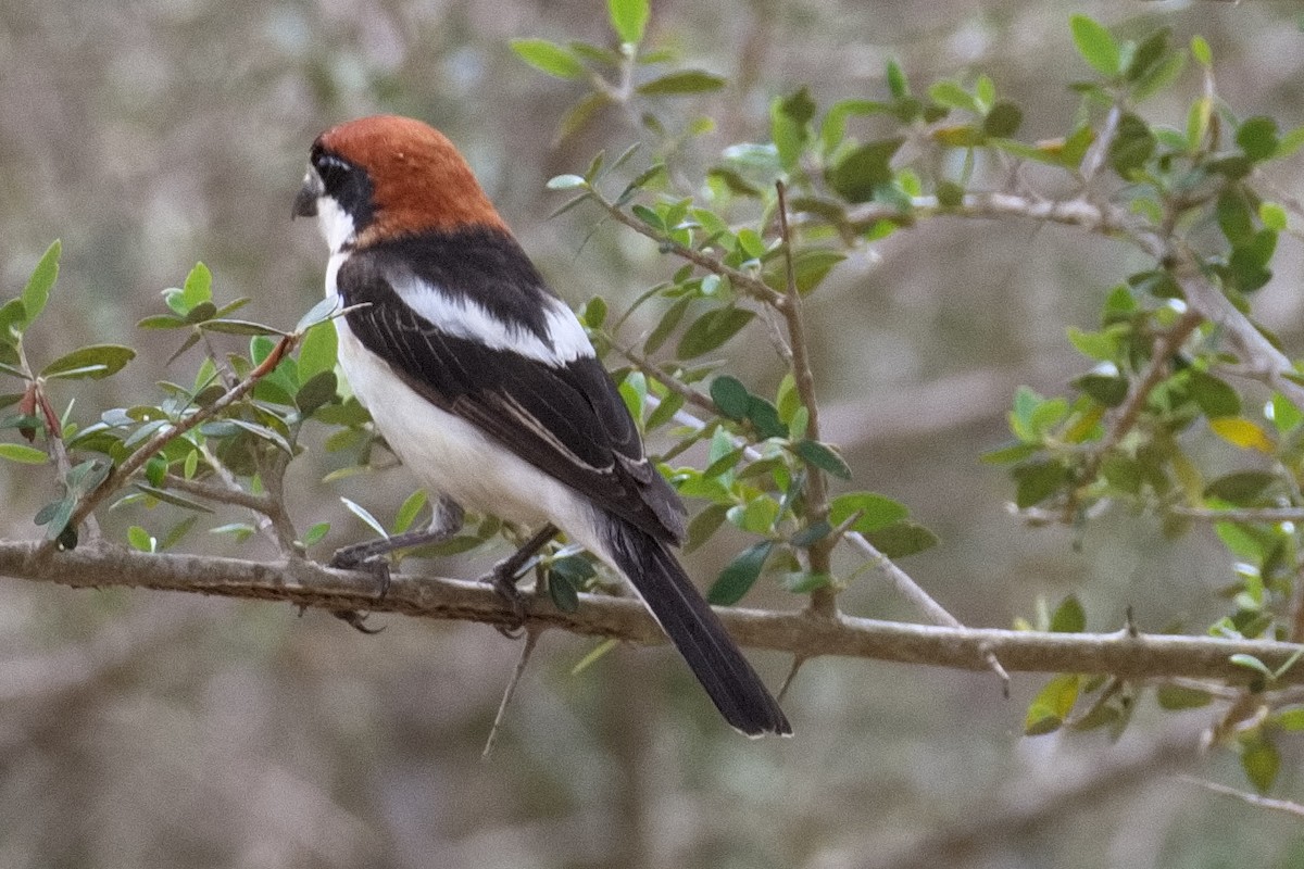 Woodchat Shrike - Bruce Kerr