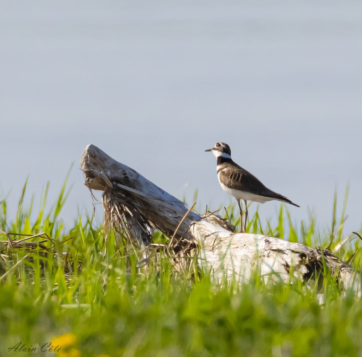 Killdeer - Alain Côté