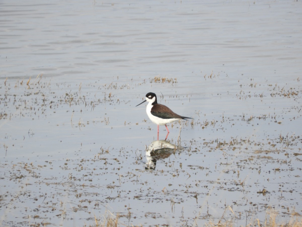 Black-necked Stilt - Thomas Bürgi