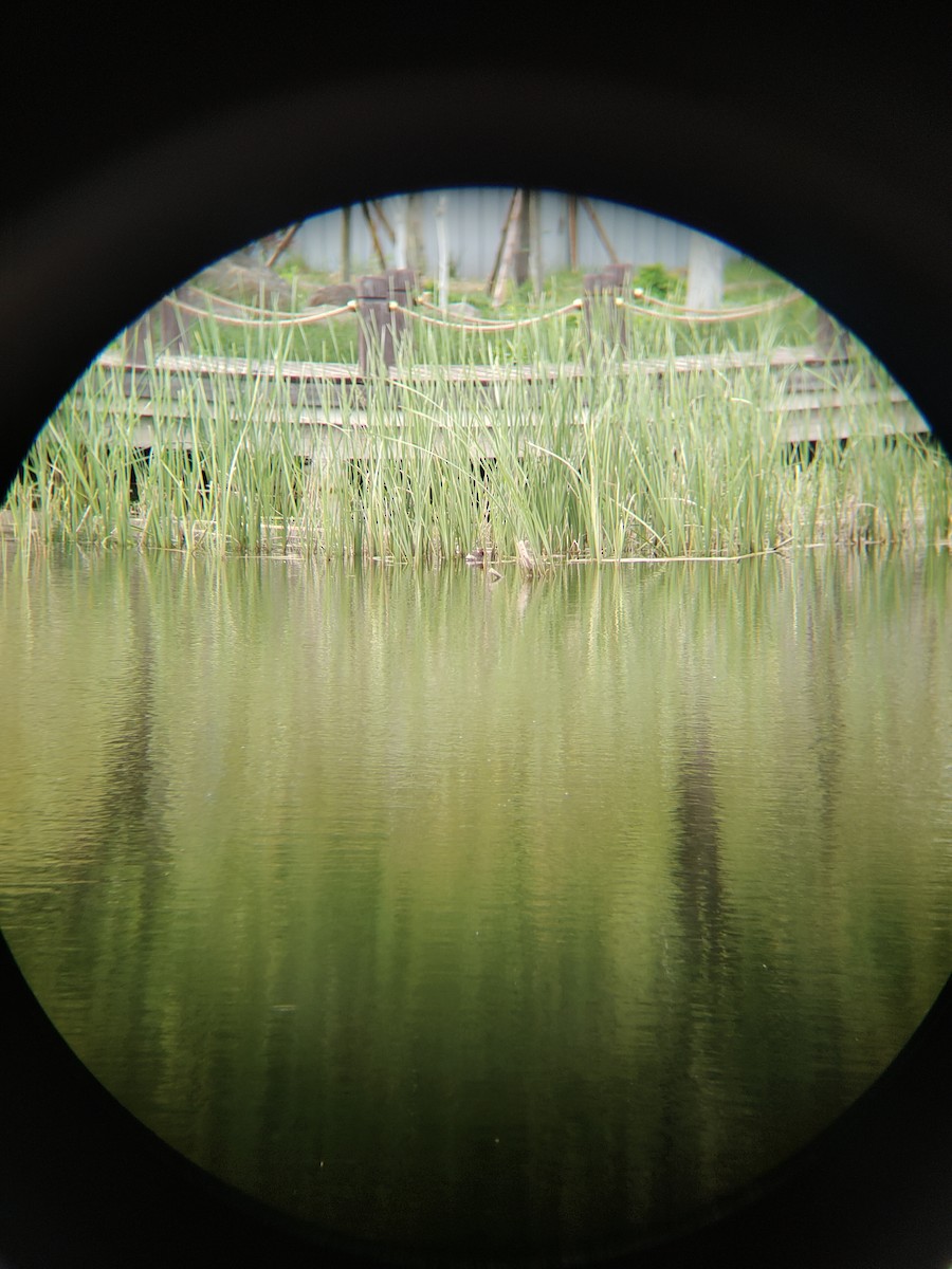 Little Grebe - Anonymous