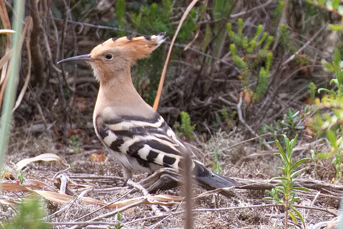 Eurasian Hoopoe - Bruce Kerr