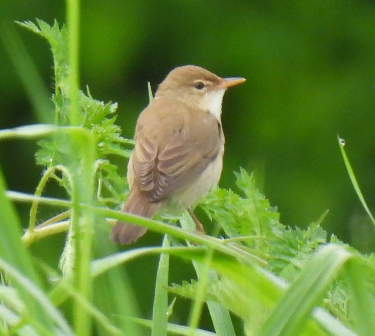 Marsh Warbler - Susanne Meidel