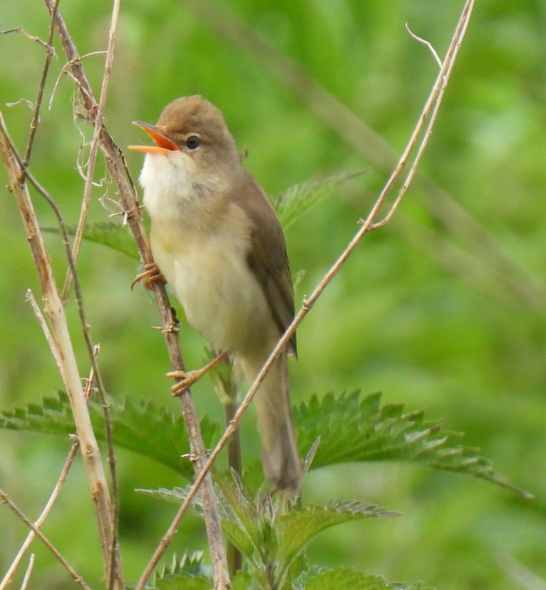 Marsh Warbler - Susanne Meidel