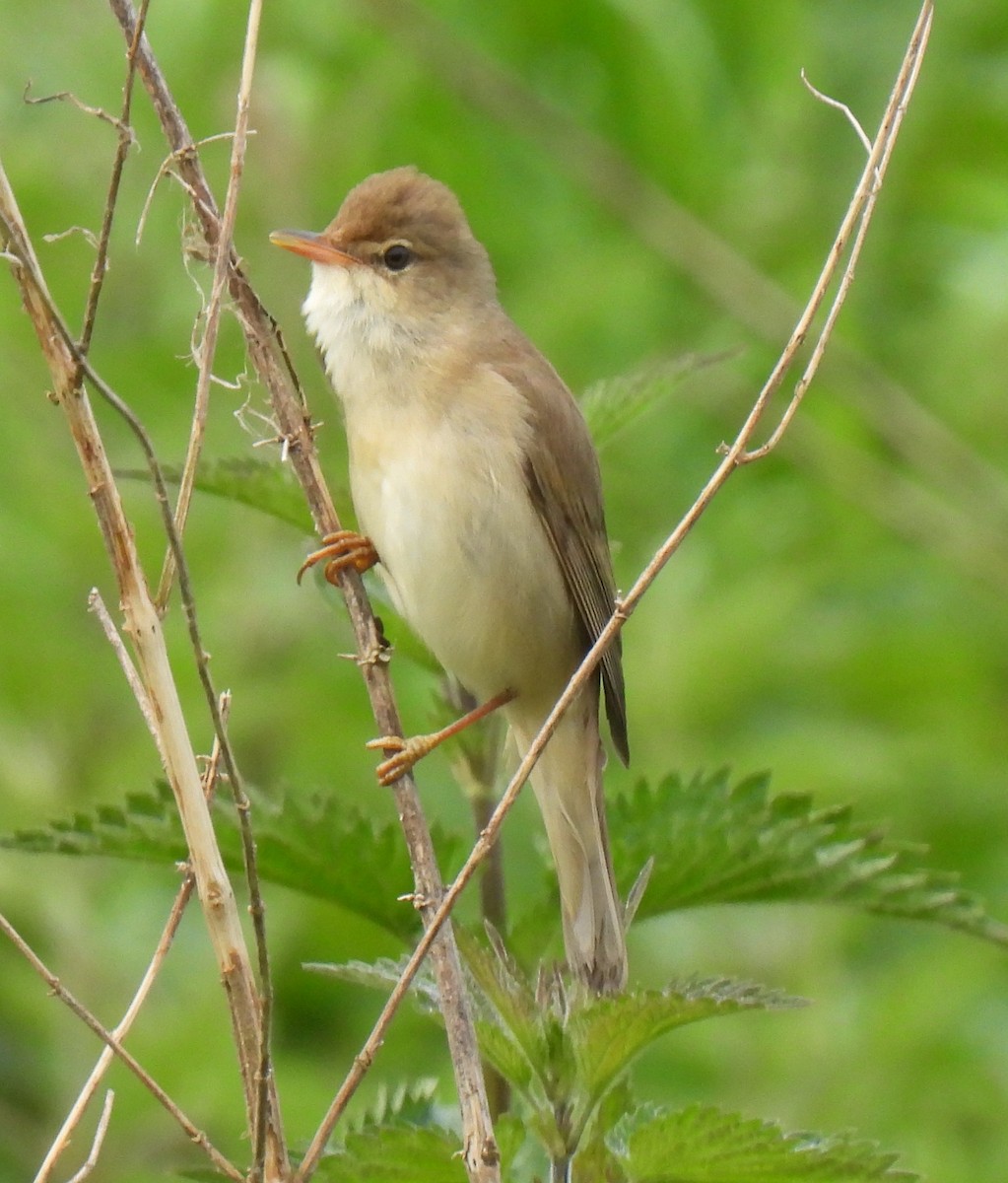 Marsh Warbler - Susanne Meidel