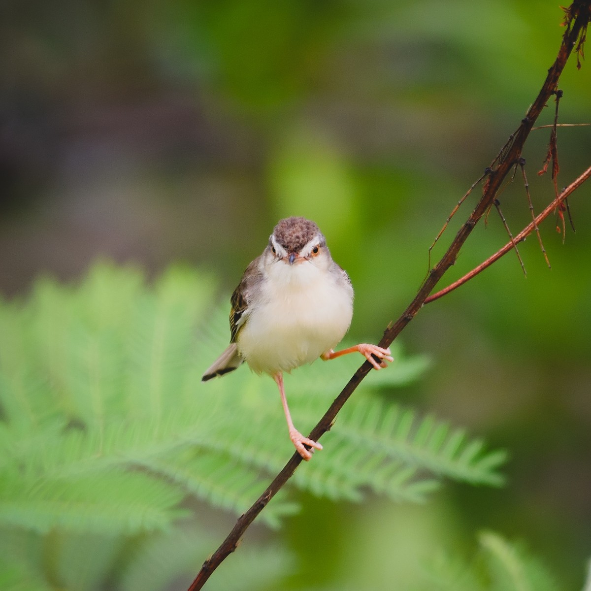 Plain Prinia - Richard Chayapong