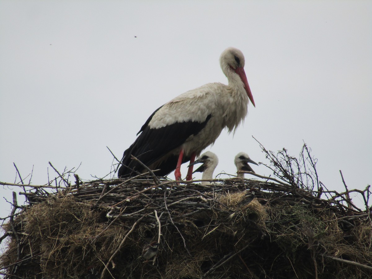 Cigogne blanche - ML619479184