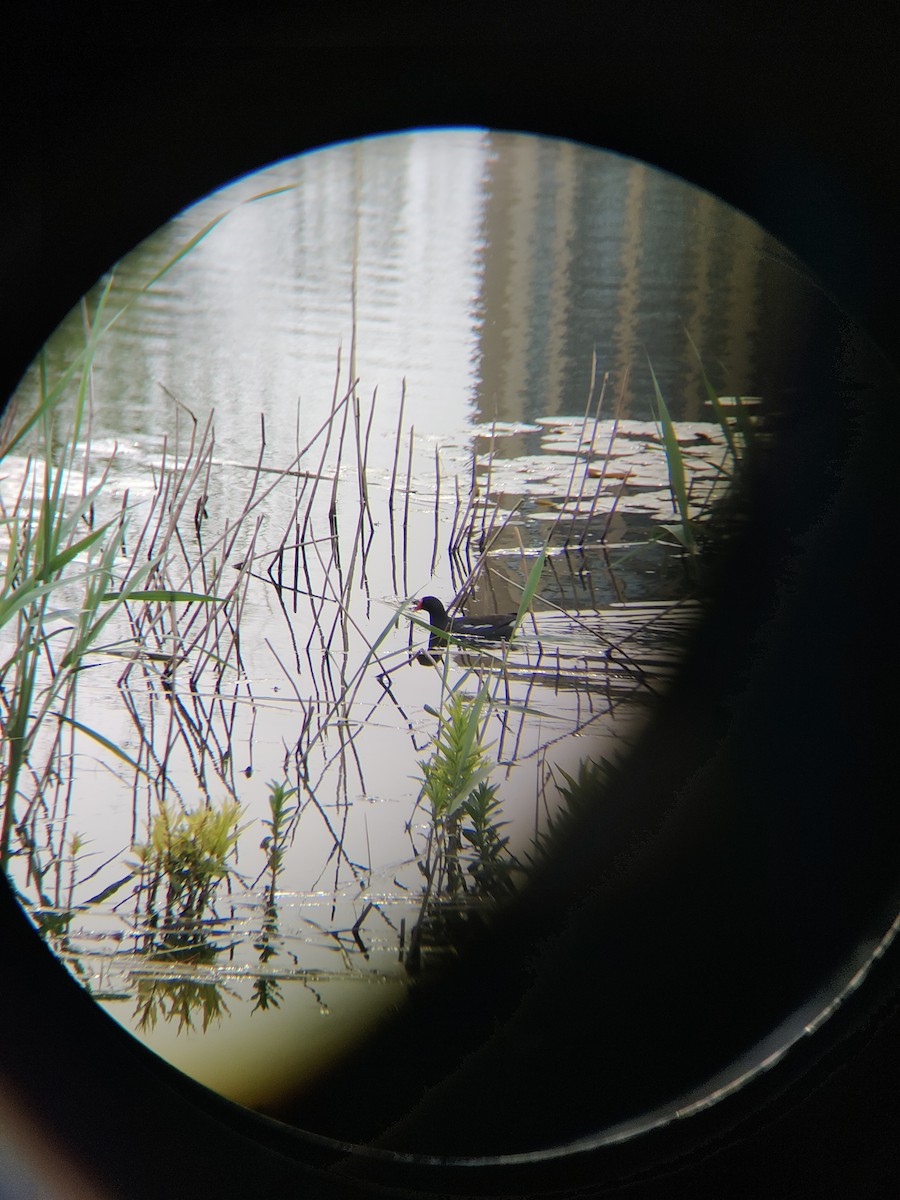 Eurasian Moorhen - Anonymous