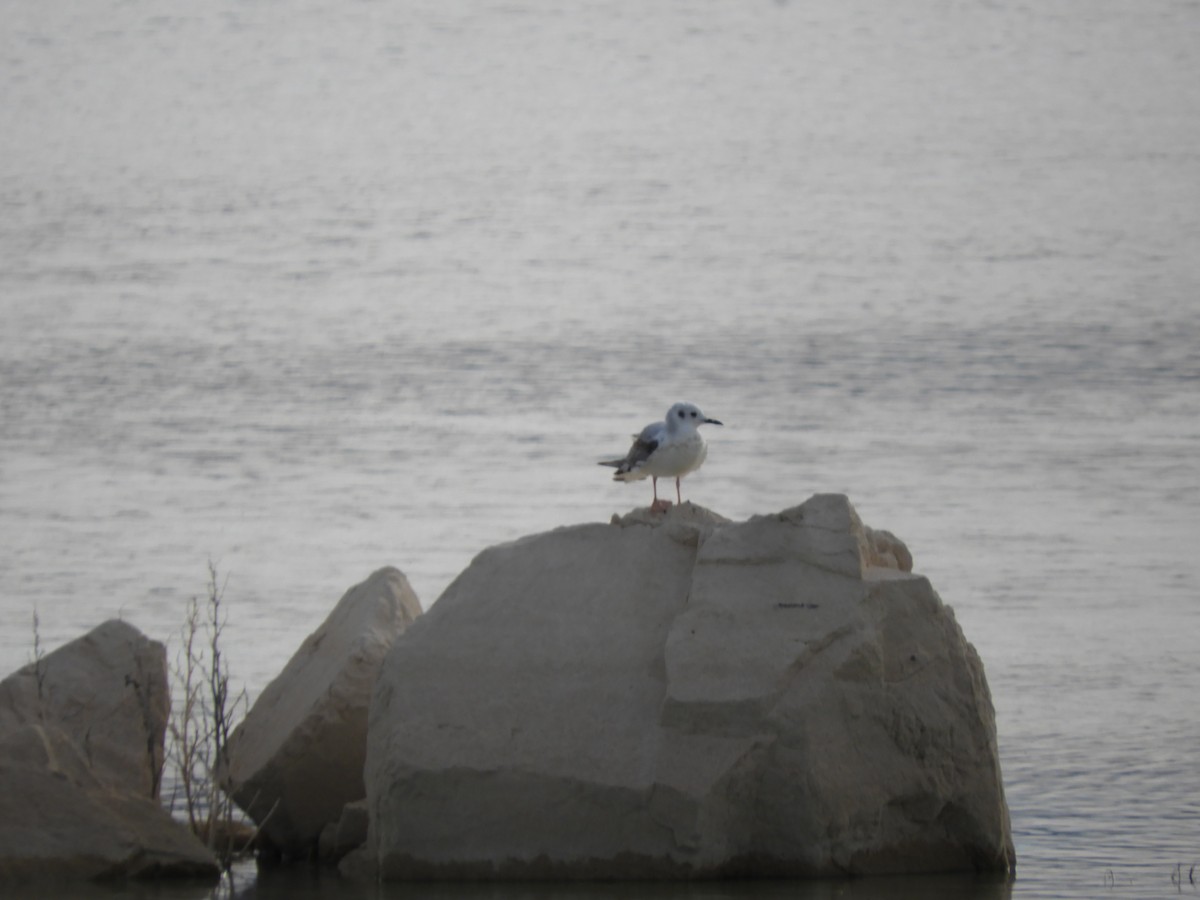 Bonaparte's Gull - ML619479191