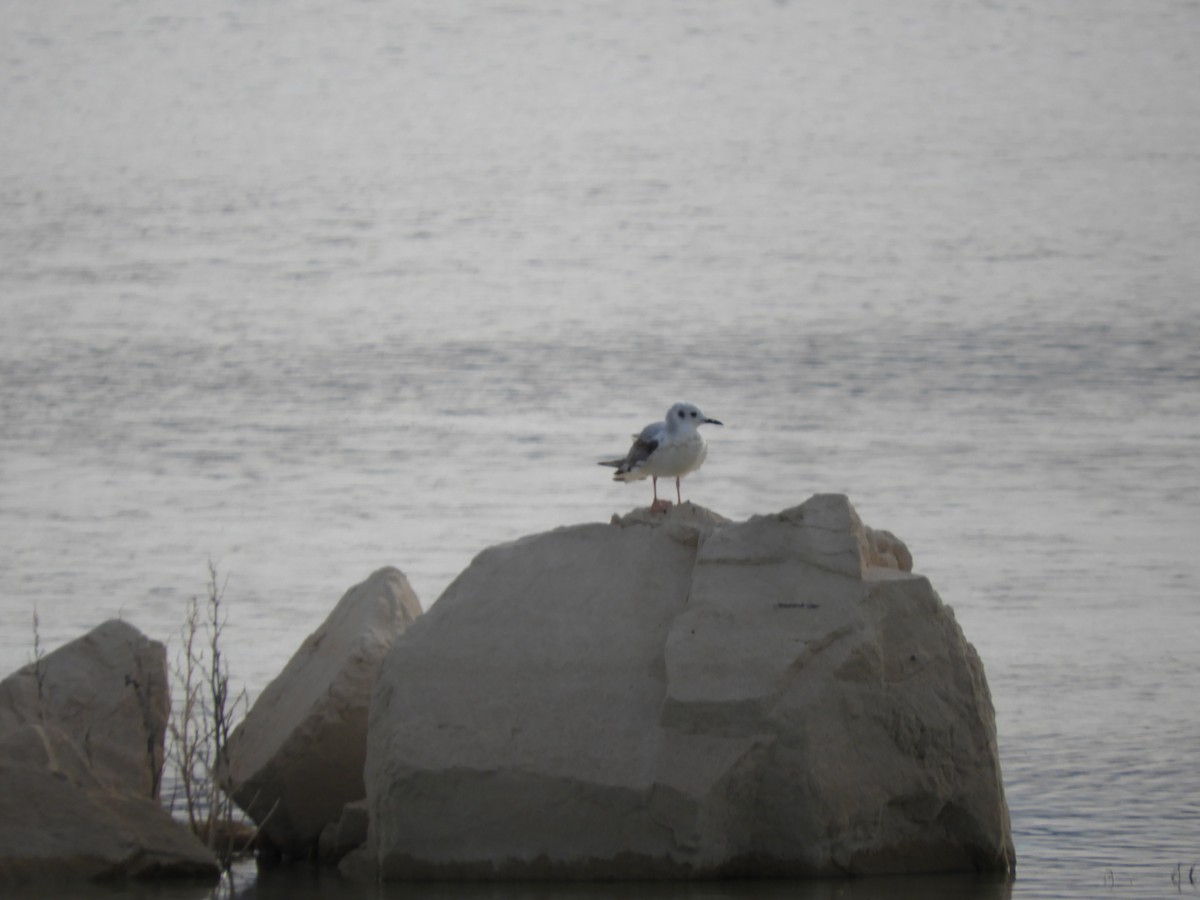 Bonaparte's Gull - Thomas Bürgi