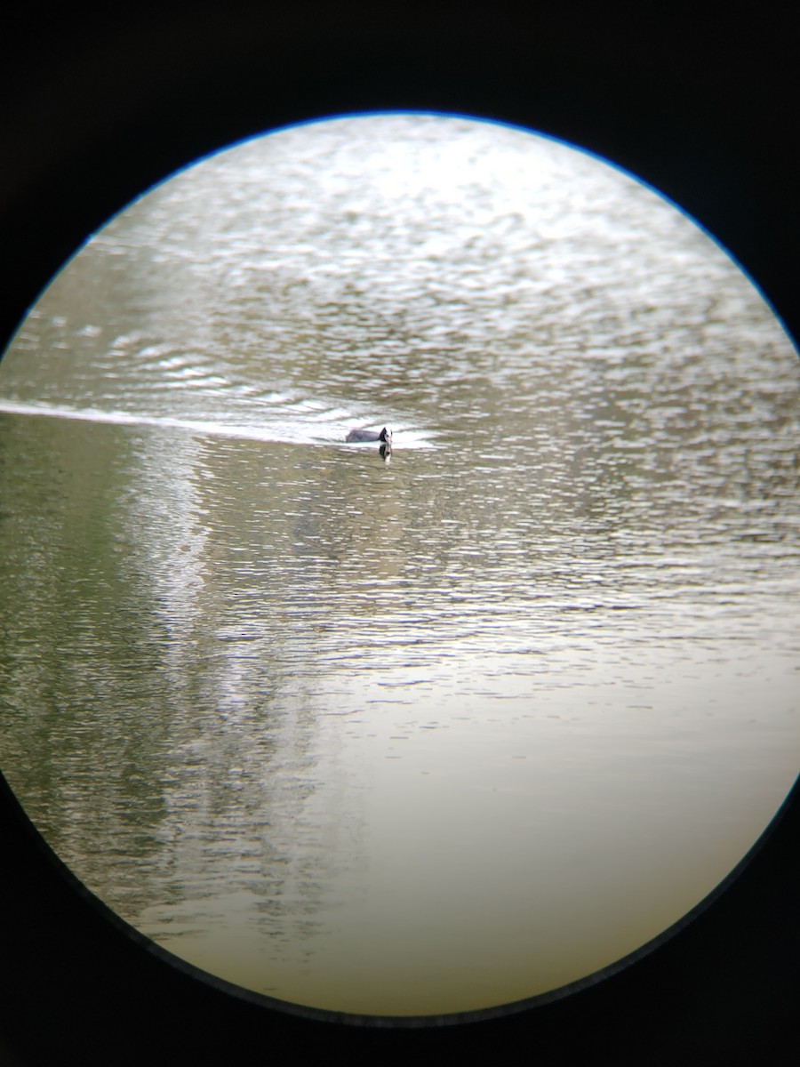 Eurasian Coot - Anonymous