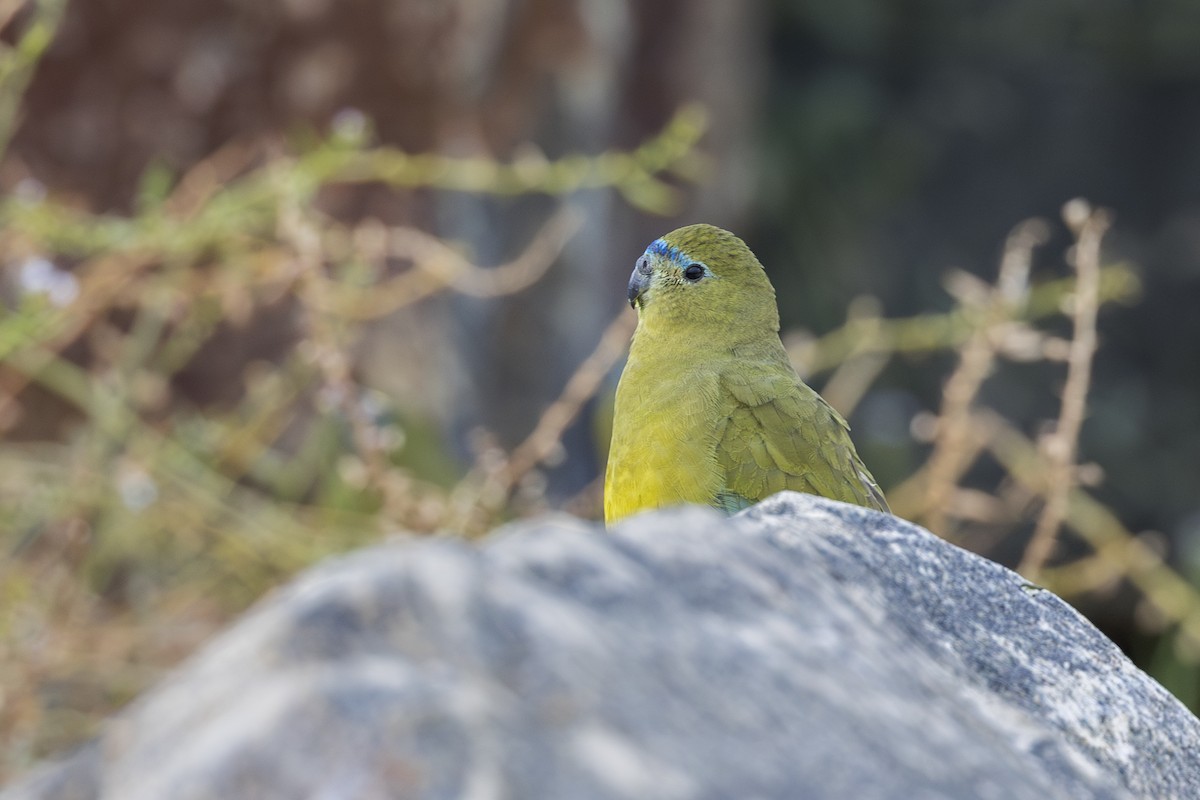 Rock Parrot - Dana Cameron