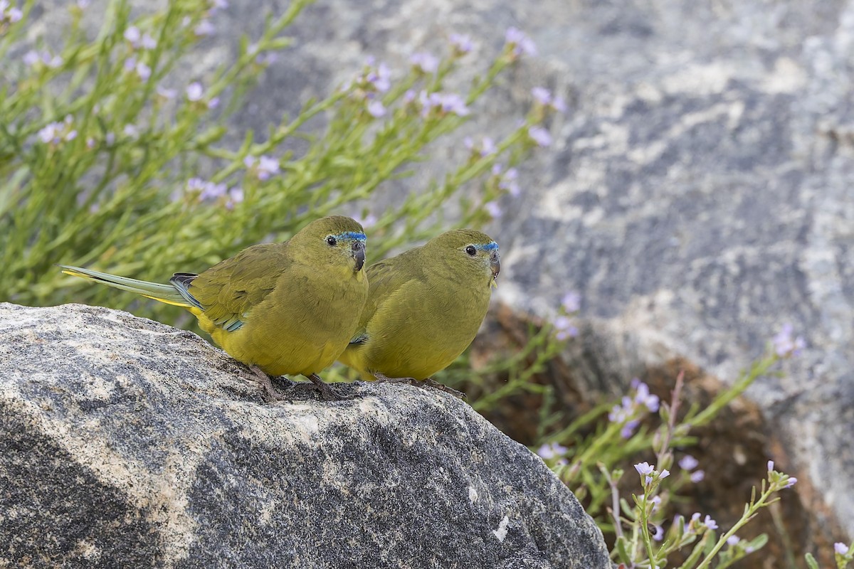 Rock Parrot - Dana Cameron