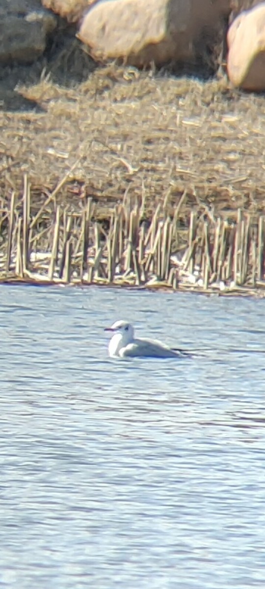 Black-headed Gull - Anonymous