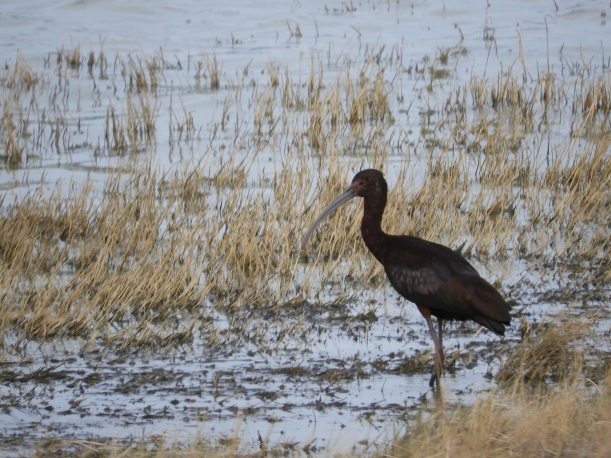 White-faced Ibis - Thomas Bürgi