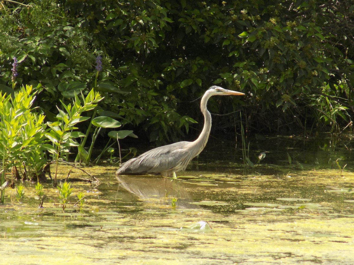 Great Blue Heron - ML61947921