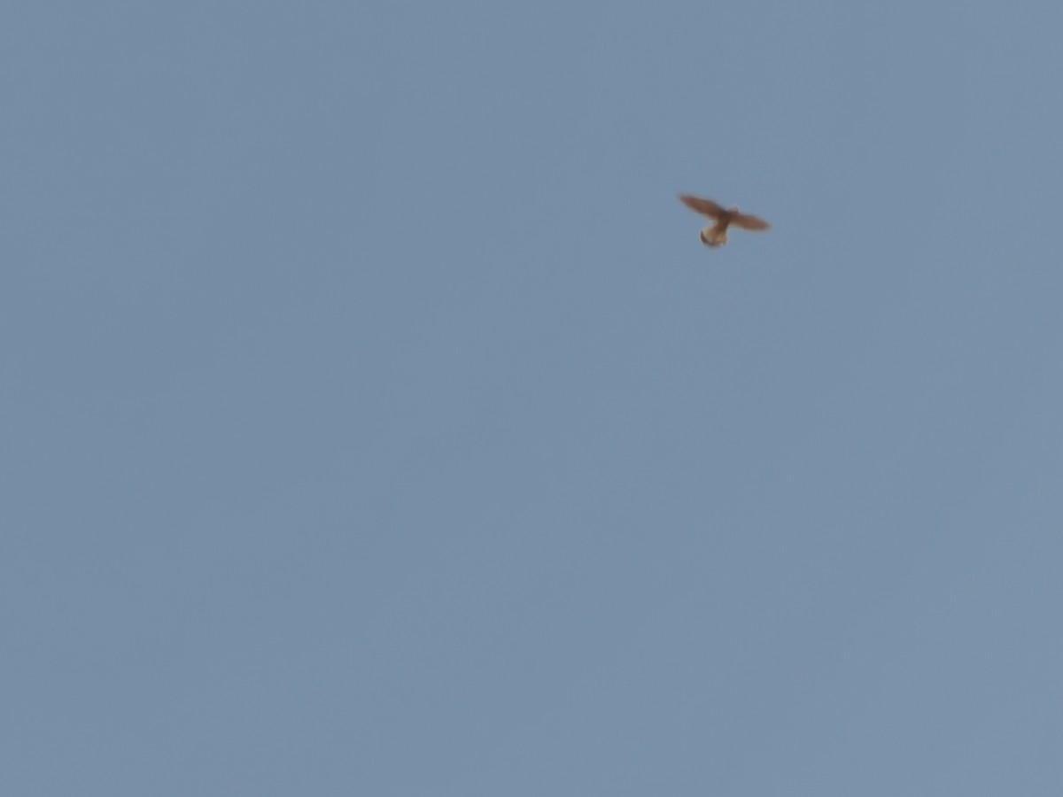 Eurasian Kestrel - Anonymous