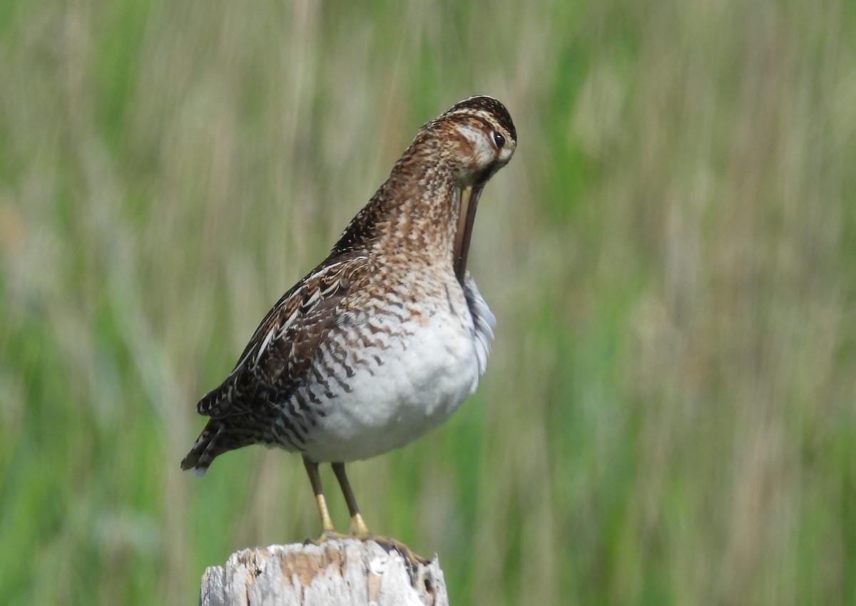 Wilson's Snipe - Joanne Muis Redwood