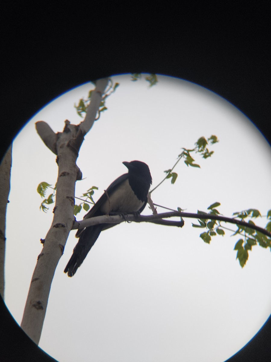 Oriental Magpie - Anonymous