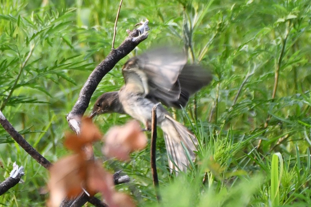 Eastern Phoebe - Carmen Ricer