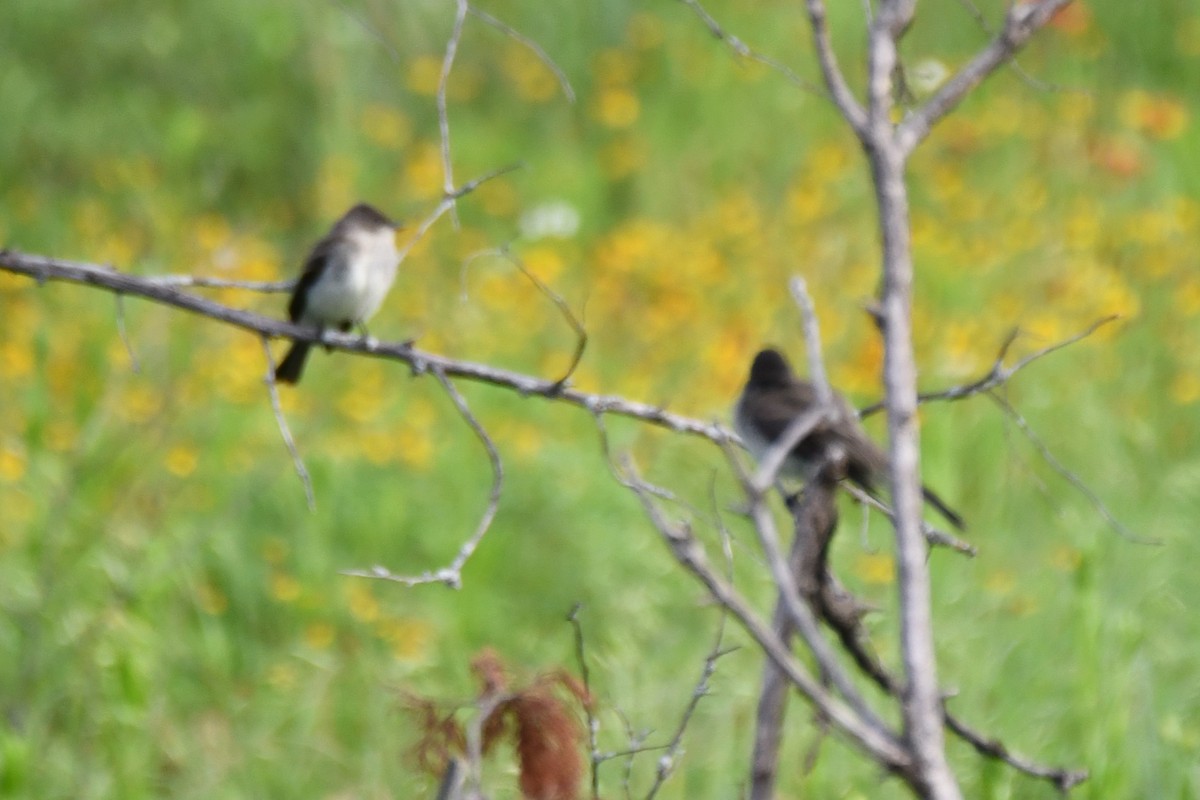 Eastern Phoebe - Carmen Ricer