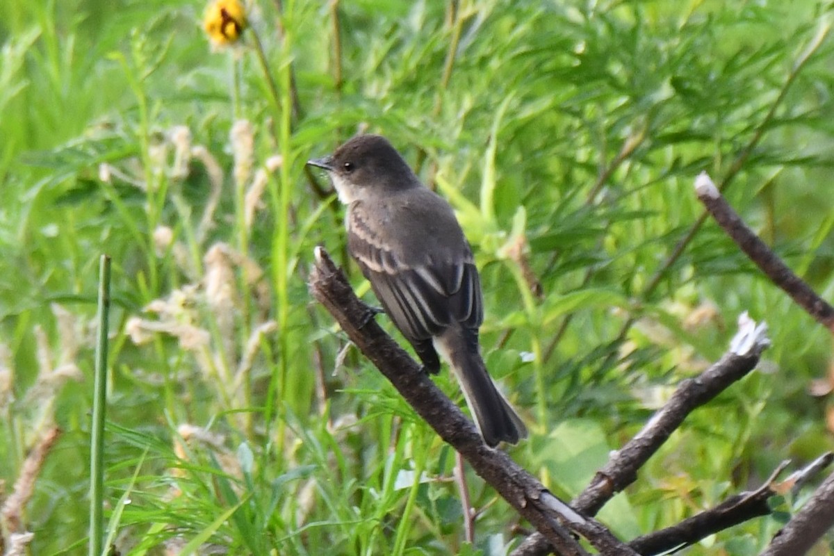 Eastern Phoebe - Carmen Ricer