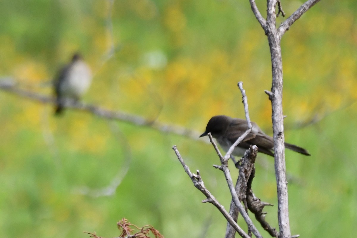 Eastern Phoebe - Carmen Ricer