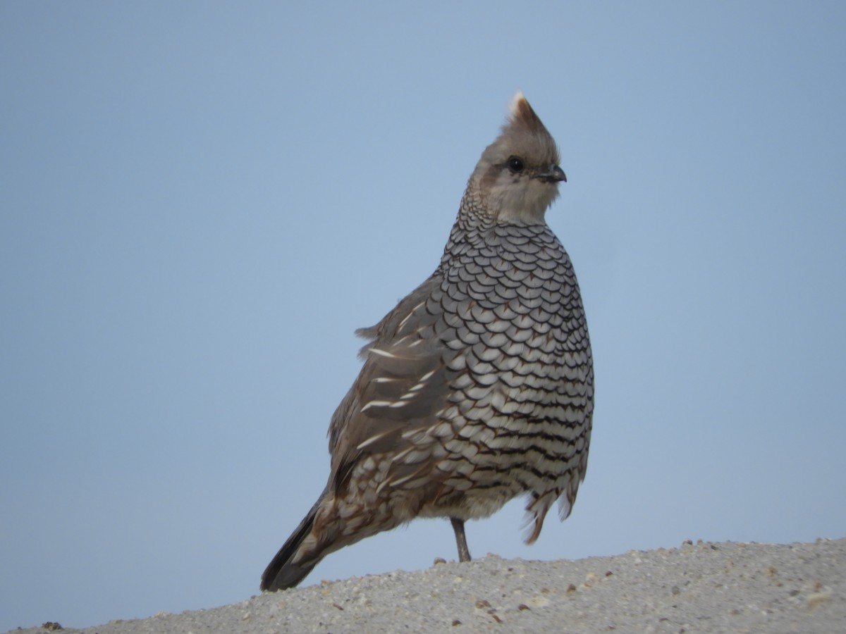 Scaled Quail - Thomas Bürgi