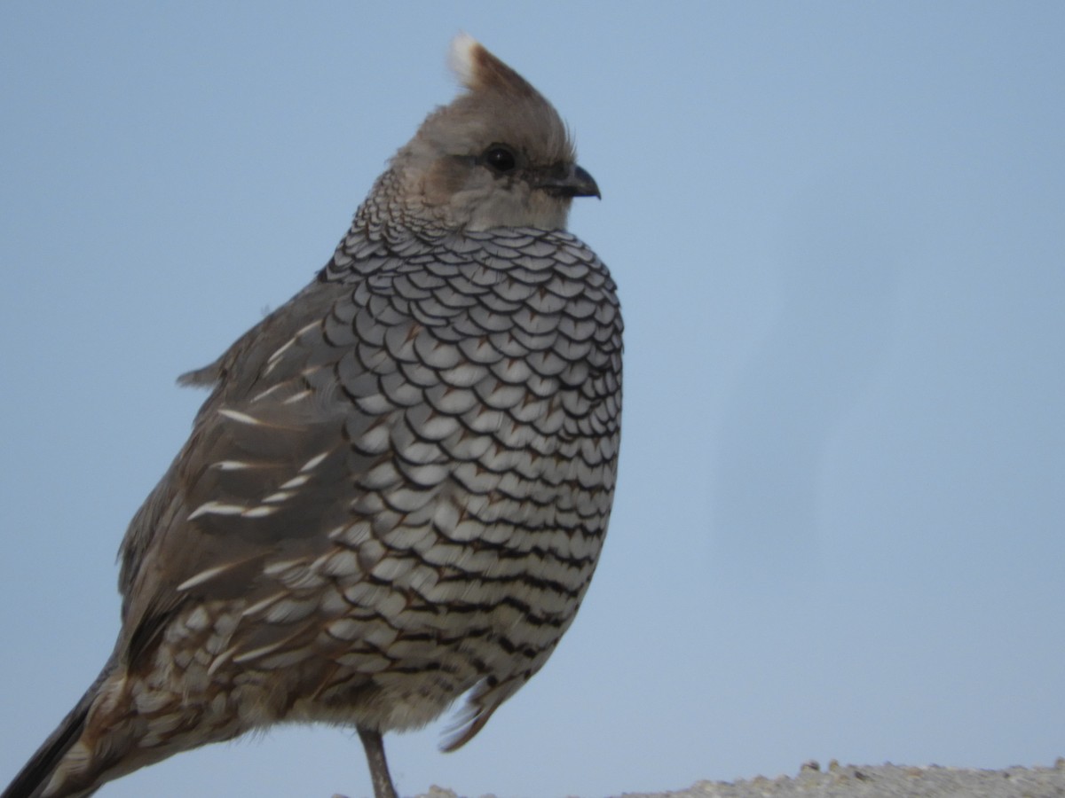 Scaled Quail - Thomas Bürgi