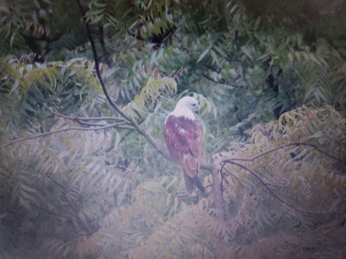 Brahminy Kite - Payal Patel