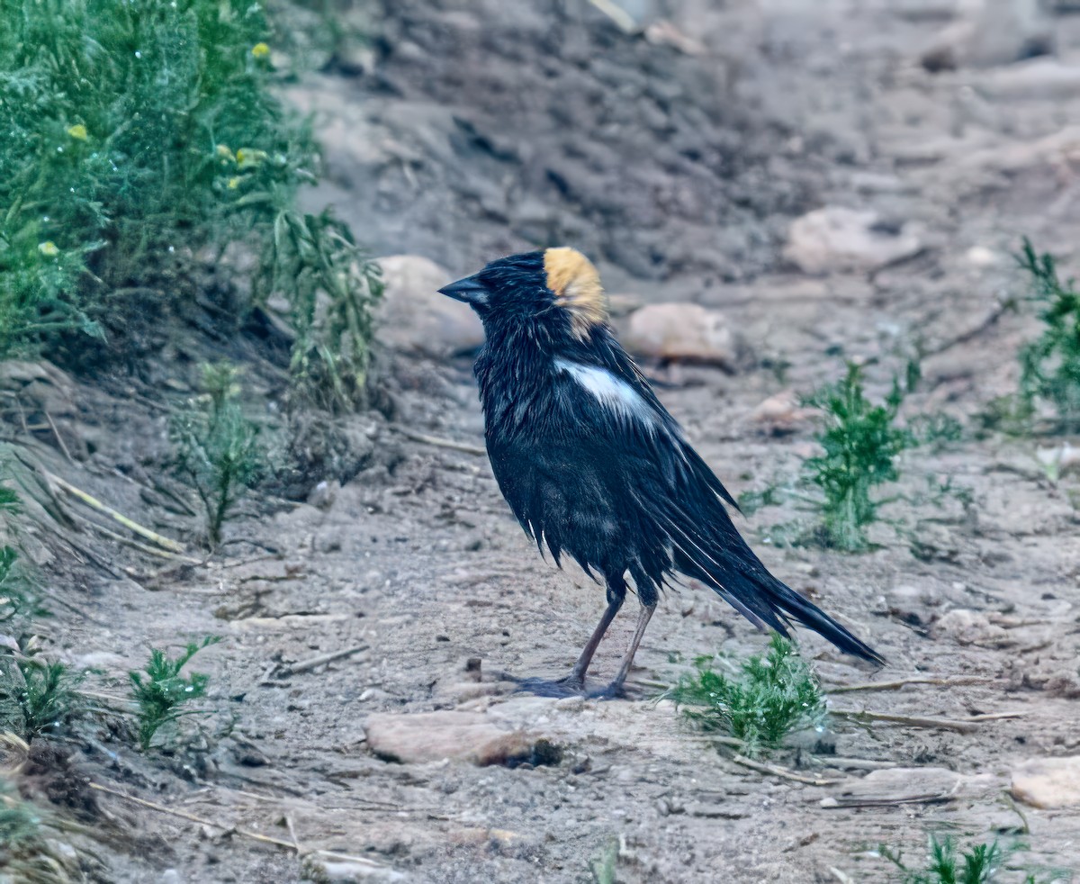 Bobolink - Bert Filemyr