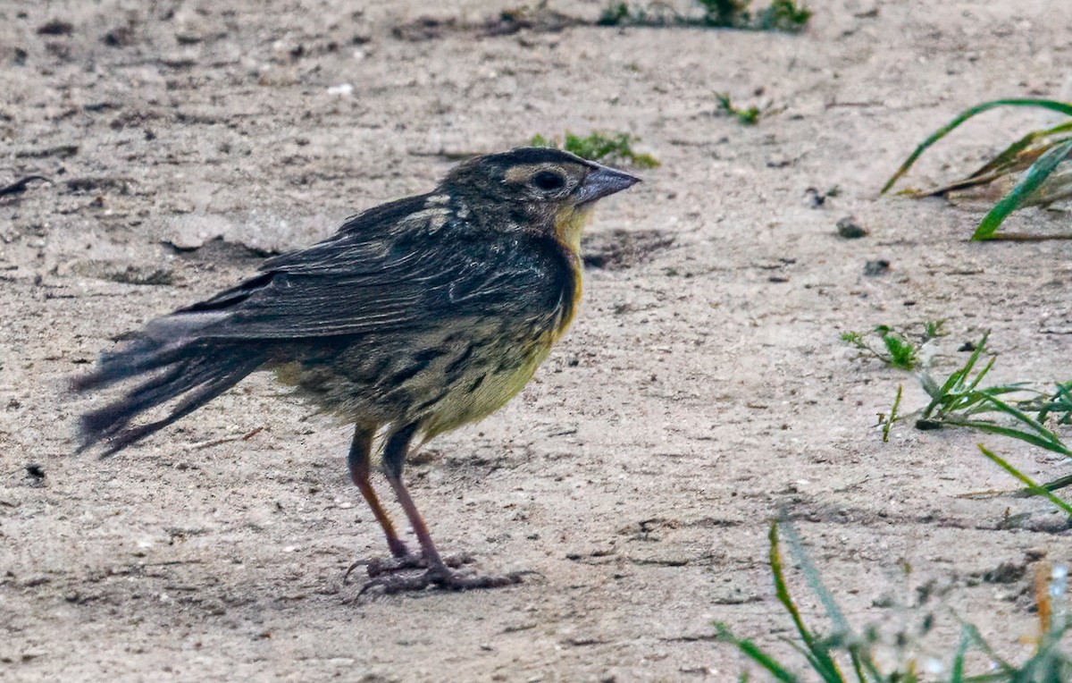 Bobolink - Bert Filemyr