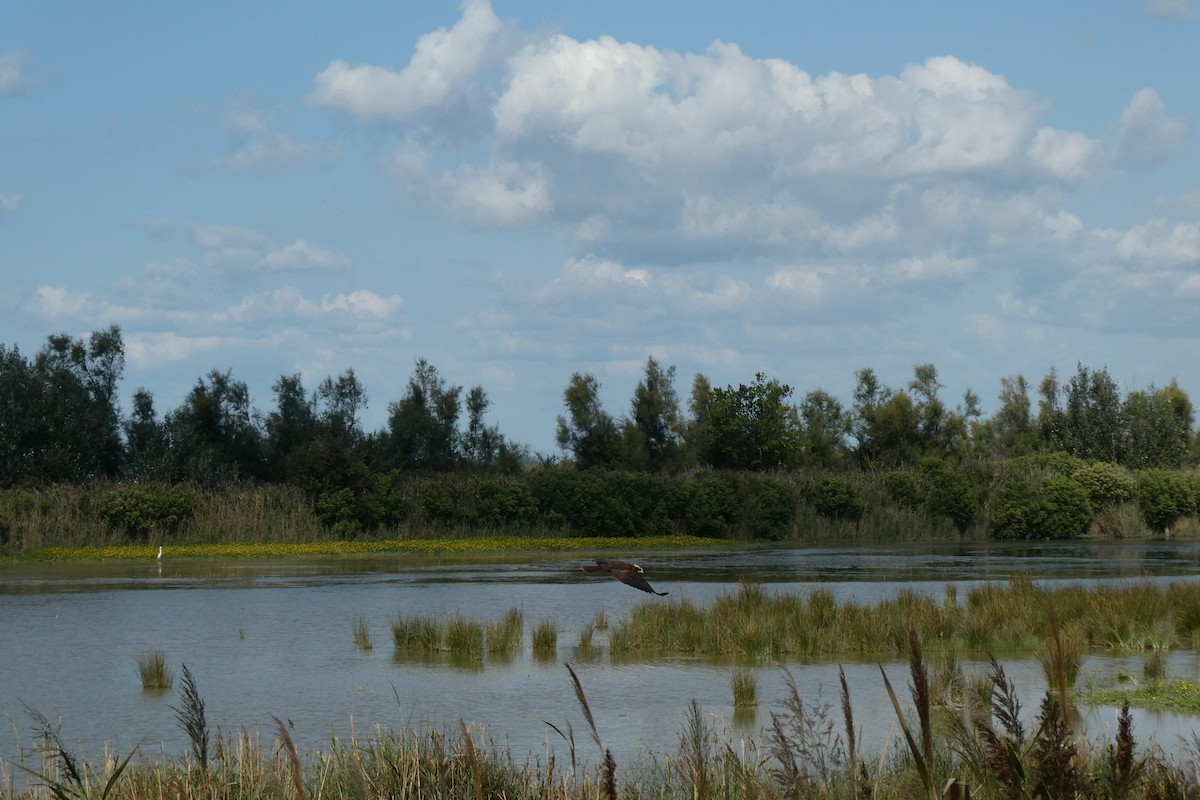 Western Marsh Harrier - ML619479244