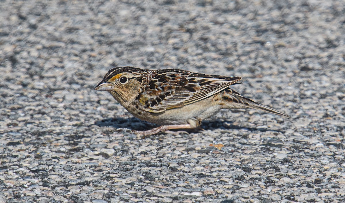 Grasshopper Sparrow - Bert Filemyr