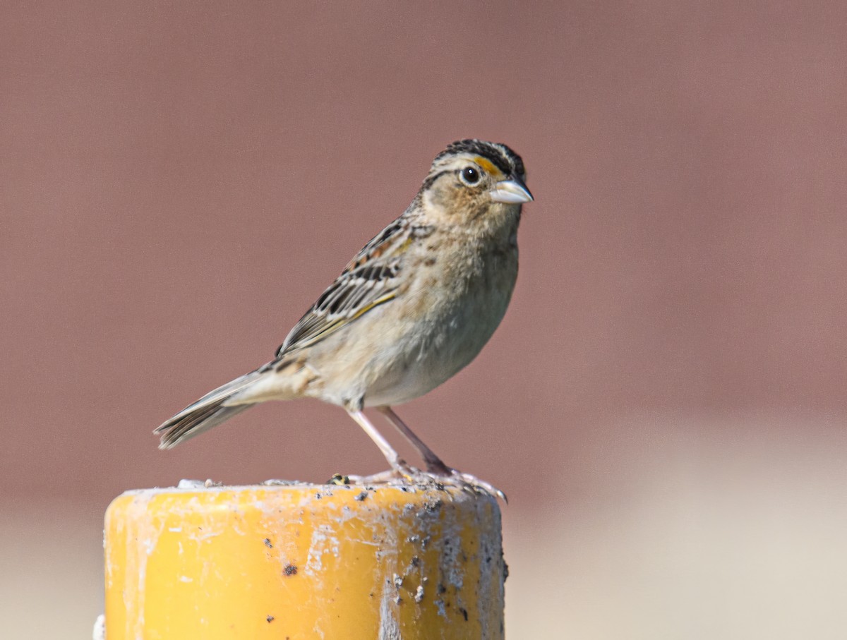 Grasshopper Sparrow - Bert Filemyr